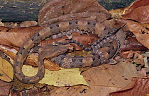 Hog-nosed Pit Viper (Bothrops nasutus) venomous female with her three young on rainforest floor, Costa Rica
