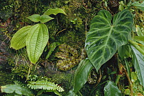 Eyelash Viper (Bothriechis schlegelii) camouflaged green morph waiting to ambush prey, rainforest, Costa Rica