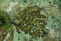 Eyelash Viper (Bothriechis schlegelii) venomous green morph camouflaged in the rainforest, Costa Rica