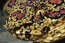 Eyelash Viper (Bothriechis schlegelii) close-up portrait, Costa Rica