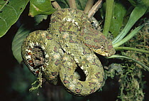 Eyelash Viper (Bothriechis schlegelii) venomous green morph coiled around branch in rainforest, Costa Rica