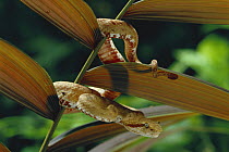Eyelash Viper (Bothriechis schlegelii) venomous gold morph, Costa Rica