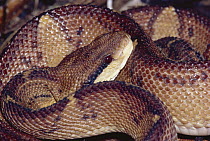 Bushmaster (Lachesis muta) venomous snake, rainforest, Costa Rica