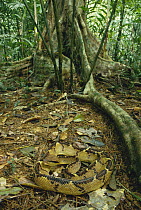 Bushmaster (Lachesis muta) venomous snake camouflaged on rainforest floor, Costa Rica