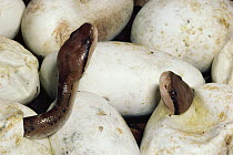 Bushmaster (Lachesis muta) babies hatching from eggs, lowland rainforest on Atlantic slope of Costa Rica