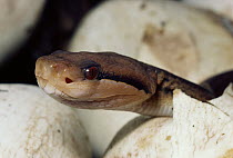 Bushmaster (Lachesis muta) baby hatching from egg, lowland rainforest on Atlantic slope of Costa Rica
