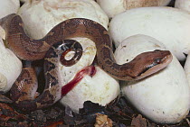 Bushmaster (Lachesis muta) baby hatching from egg, lowland rainforest on Atlantic slope of Costa Rica