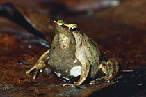 Darwin's Frog (Rhinoderma darwinii) male on forest floor with vocal sac full of young, austral Beech forest, Chiloe Island, Chile