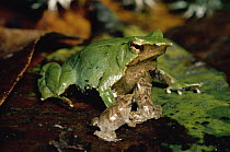Darwin's Frog (Rhinoderma darwinii) male on forest floor with young, austral Beech forest, Chiloe Island, Chile