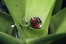 Strawberry Poison Dart Frog (Oophaga pumilio) baby developing in bromeliad pool, Costa Rica