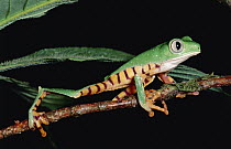 Tiger-striped Leaf Frog (Phyllomedusa tomopterna) or Barred Leaf Frog, in Amazon rainforest, Ecuador
