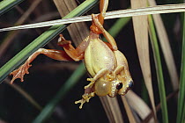 Red-legged Tree Frog (Dendropsophus bipunctatus) males hang upside down while fighting, Brazil
