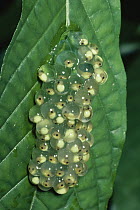 Red-eyed Tree Frog (Agalychnis callidryas) eggs containing developing embryos on leaf, Costa Rica