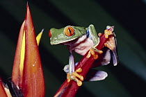 Red-eyed Tree Frog (Agalychnis callidryas) on (Heliconia mathiasii), Costa Rica