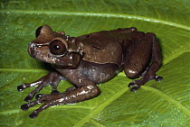 Crowned Frog (Anotheca spinosa) on leaf in cloud forest, Costa Rica
