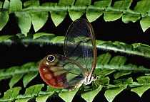 Blush Butterfly (Cithaerias menander) on fern leaf in rainforest ecosystem, Costa Rica