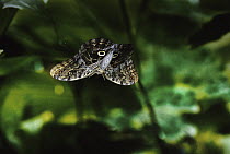 Forest Giant-Owl (Caligo eurilochus) butterfly flying in the rainforest, Costa Rica