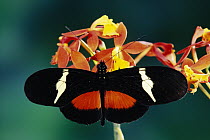 Passionvine Butterfly (Heliconius clysonimus) on Orchid (Epidendrum radicans) a mimic of Scarlet Milkweed, Asclepias curassavica, and Largeleaf Lantana (Lantana camara) in the cloud forest, Costa Rica