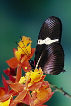 Passionvine Butterfly (Heliconius clysonimus) on Orchid (Epidendrum radicans) a mimic of Scarlet Milkweed, Asclepias curassavica and Largeleaf Lantana (Lantana camara), in the cloud forest, Costa Rica