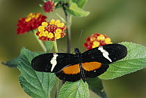 Passionvine Butterfly (Heliconius clysonimus) feeding at Largeleaf Lantana (Lantana camara) flowers, a mimic of Scarlet Milkweed Asclepias curassavica in the cloud forest, Costa Rica