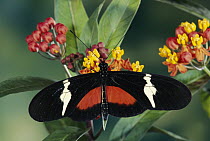 Passionvine Butterfly (Heliconius clysonimus) feeding at Scarlet Milkweed (Asclepias curassavica) which are mimicked by Shrub Verbena, Lantana camara and an Orchid, Epidendrum radicans, Costa Rica