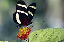 Heliconius Butterfly (Heliconius hewitsoni) feeding on Lantana flowers (Lantana sp) which are Mullerian mimics, Costa Rica