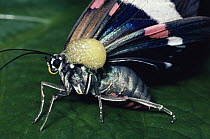 Footman Moth (Eucyane sp) warning display, secreting noxious, foul foam, Costa Rica