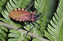 Assassin Bug (Reduviidae) in the rainforest, Costa Rica
