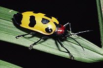 Leaf Beetle (Alurnus sp) in the rainforest, portrait, side and top view, Costa Rica