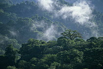 Rainforest and clouds, Penas Blancas Valley, Monteverde Cloud Forest Reserve, Costa Rica Reserve, Costa Rica