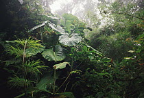 Elephant Ears (Xanthosoma robustum) and bamboo in cloud forest, Monteverde Cloud Forest Reserve, Costa Rica