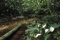 Lily (Spathiphyllum sp) cluster around forest stream, Amazon rainforest, Ecuador