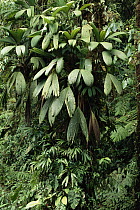 Epiphytic palms, montane rainforest, Monteverde Cloud Forest Reserve, Costa Rica