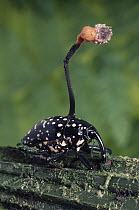 Sac Fungus (Cordyceps sp) growing from a weevil, cloud forest ecosystem, Costa Rica