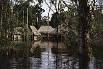 Huts in flooded forest, Cocha Imuya, Amazonian Ecuador