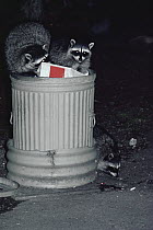 Raccoon (Procyon lotor) trio digging through grain, Olympic National Park, Washington