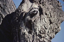 Raccoon (Procyon lotor) in cottonwood tree, Chihuahuan Desert, Mexico