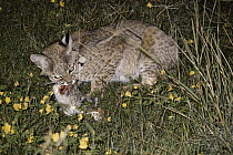 Bobcat (Lynx rufus) feeding on Desert Cottontail at night, Chihuahuan Desert, Mexico