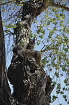 Bobcat (Lynx rufus) two immature bobcats in Cottonwood tree, Chihuahuan Desert, Mexico