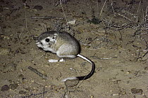 Bannertail Kangaroo Rat (Dipodomys spectabilis) in the desert, southwest North America