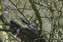 Costa's Hummingbird (Calypte costae) female in nest in Paloverde tree, deserts of USA and Mexico