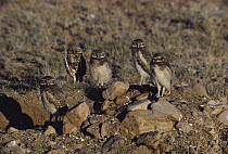 Burrowing Owl (Athene cunicularia) five adults and young at nesting burrow, Chihuahuan Desert, Mexico