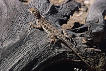 Lesser Earless Lizard (Holbrookia maculata) deserts of USA and Mexico