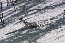 Lesser Earless Lizard (Holbrookia maculata) camouflaged against white sand, White Sands National Park, New Mexico