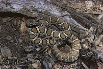 Arizona Black Rattlesnake (Crotalus viridis cerberus) poisonous juvenile, Arizona
