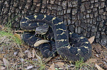 Arizona Black Rattlesnake (Crotalus viridis cerberus), Arizona