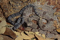 Banded Rock Rattlesnake (Crotalus lepidus klauberi) female with baby, Chiricahua Mountains, Arizona