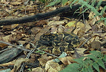 Timber Rattlesnake (Crotalus horridus) venomous snake camouflaged in leaf-litter in the Appalachian Mountains, Pennsylvania