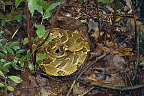 Timber Rattlesnake (Crotalus horridus) coiled on ground among leaf litter, Appalachian Mountains, Pennsylvania