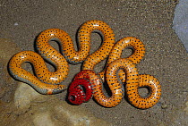 Regal Ring-necked Snake (Diadophis punctatus) warning display, Chiricahua Mountains, Arizona